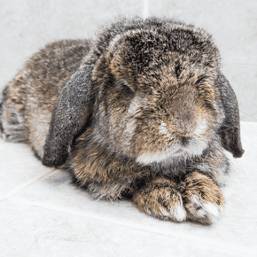 Preston veterinary surgeon shares how to spot rabbit pain
