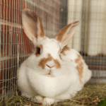 TW // Rowan Vets explains cancer risk to unneutered female rabbits