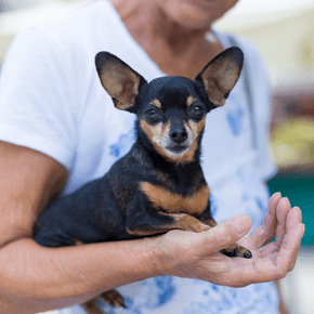 Vet Francis, champions these 6 simple lifestyle changes for older dogs