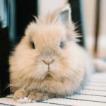 Winter care essentials for Lancashire rabbits young and old