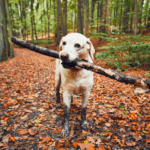 10 things to do with your dog in 2023 in Lancashire