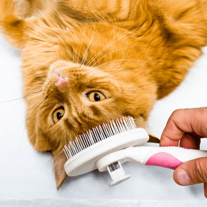 Benefits of cat grooming for your cat and you