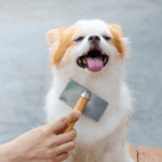 Rowan Vets shares dog grooming advice every owner needs