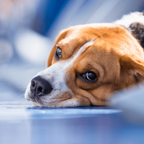 How to spot, treat, and avoid dog constipation