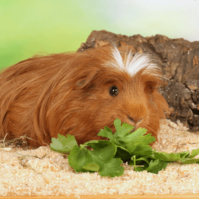 Keep your guinea pig healthy with Rowan Vets’ meal planner