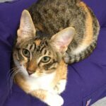 Cattitude or survival?