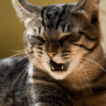 Good news for cats in Lancashire with hay fever