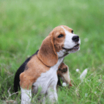 Laura describes common dog allergies that can flare up spring