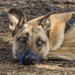 Rowan Vets have tips for dealing with anxiety in dogs