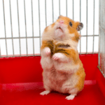 How stress presents itself in guinea pigs, hamsters and other small furries