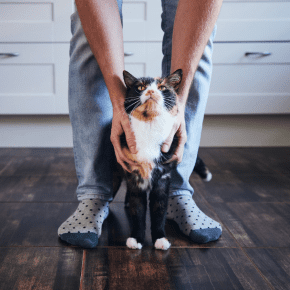 Rowan Vets has the purrrfect guide for your cat’s holiday sitter