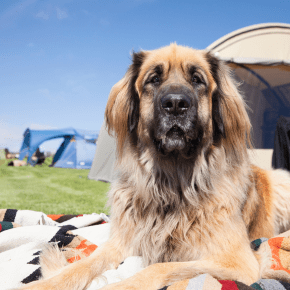 Our vet, Nicole, shares some dos and don’ts for your dog friendly UK holiday