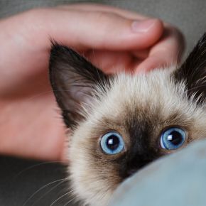 Firework advice for cat owners in Lancashire