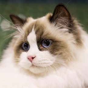Hayley shares common factors that contribute to feline heart disease