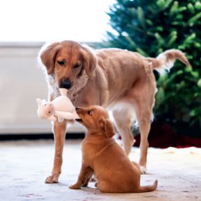 Canine Christmas dangers advice from Rowan Vets