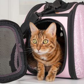 Top advice for Lancashire cat owners on choosing a cattery for your 2024 holiday