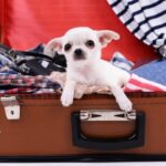 Booking an early bird holiday? Get prepared with Ruth’s dog travel tips