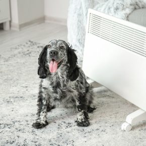 Why winter heat stroke in dogs isn’t to be sniffed at