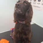 Fearless – A story of #fearfree practice