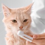 Get Rowan Vets’ guide to feline dental care