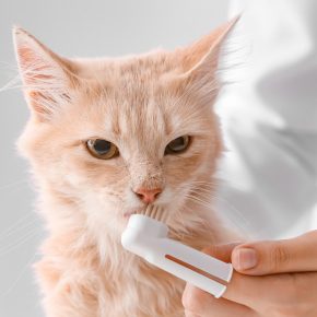 Get Rowan Vets’ guide to feline dental care