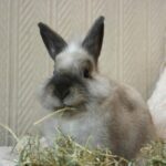 Good foods for dental health: advice for rabbit owners in Lancashire