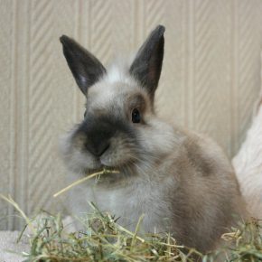 Good foods for dental health: advice for rabbit owners in Lancashire