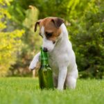 Rowan Vets on spring gardening safety for dog owners