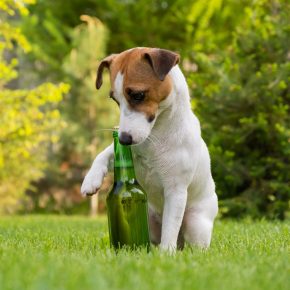 Rowan Vets on spring gardening safety for dog owners