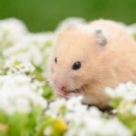 Get Rowan Vets’ guide to edible gardens for small furries