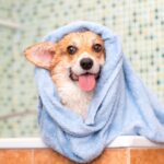 Vet nurses in Preston have the best dog grooming tips for you