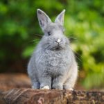 Hoppy Paper Creations:  Fold Your Own Bunny Fun!!