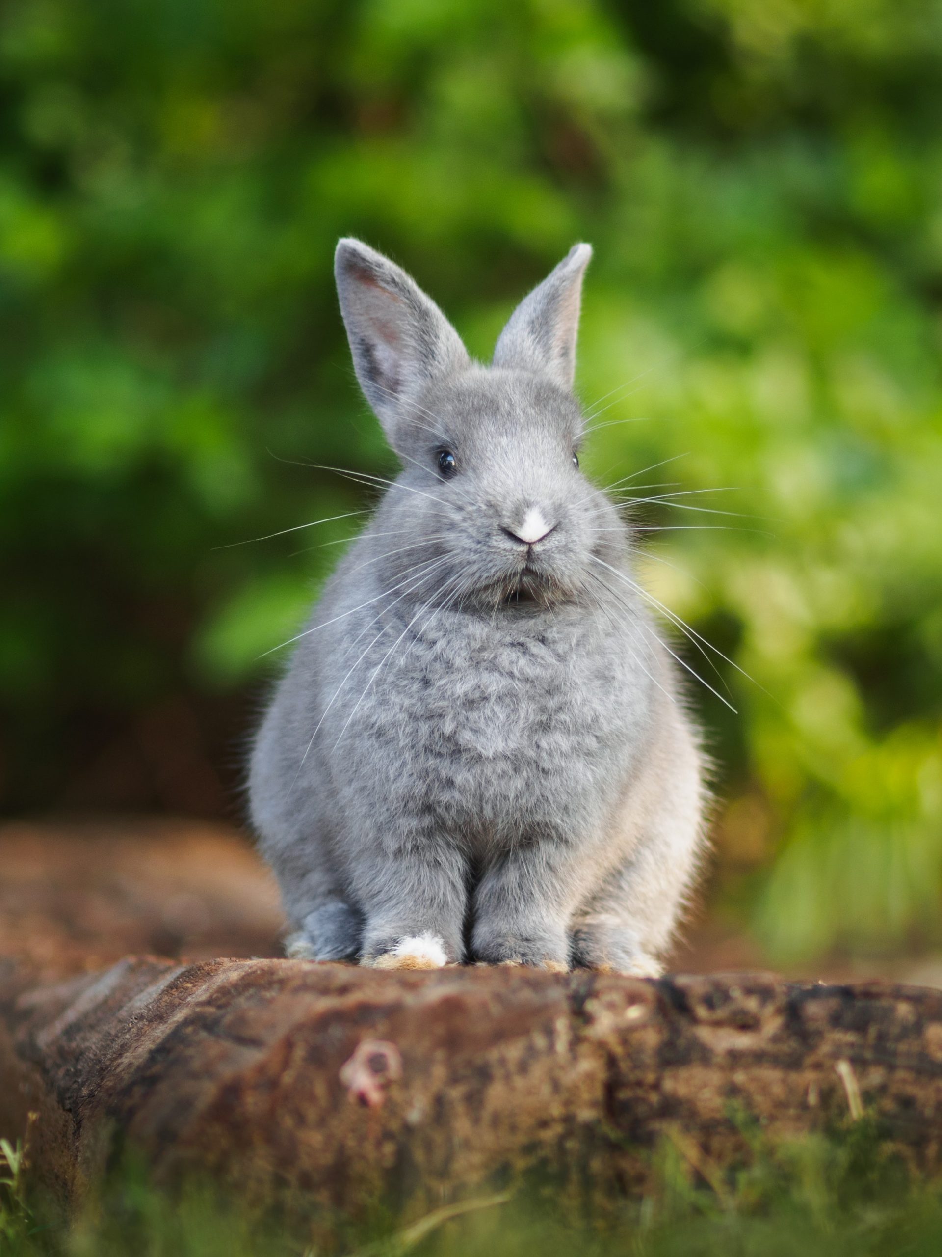 Hoppy Paper Creations:  Fold Your Own Bunny Fun!!