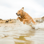 Rowan Vets’ Guide to a Safe Summer by the Sea with Your Dog