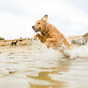 Rowan Vets’ Guide to a Safe Summer by the Sea with Your Dog