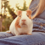 Rowan Vets Shines a Spotlight on Guinea Pig Happiness & Care