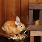 Build Your Rabbit’s Dream Digging Box