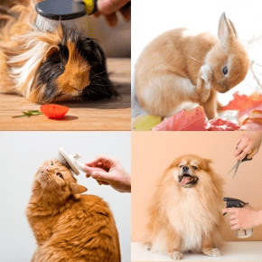 Rowan Vets Shares Summer Pet Grooming Tips