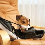 Vet Nicole Has Helpful Advice on Dog Separation Anxiety