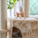 Preston Vet Nurses on the Benefits of a Catio