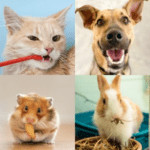 Pet Dental Health Tips from Your Vets in Preston