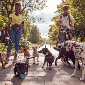 Rowan Vets Shares Tips For Fun Heart-Healthy Dog Walks