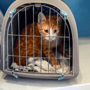 Getting Your Cat in Their Basket for Stress-free Vet Visits in Preston