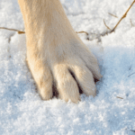 How to Protect Your Dog’s Paws During Winter Walks in Lancashire