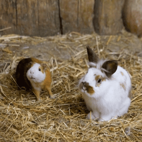Own Rabbits and Guinea Pigs? Try Rowan Vets’ Enrichment Ideas