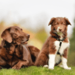Rowan Vets’ Guide to Socialising Puppies and Adult Dogs