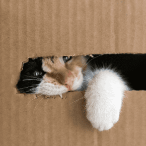10 Fascinating Facts About Cats