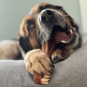 The Best Dog Chews: Rowan Vets’ Nurses Share Tips