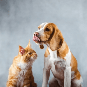 Signs of Good and Bad Oral Health in Lancashire Pets