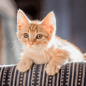 A Guide to Developing Cats from Our Team at Rowan Vets